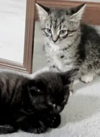 《萌宠记》：治愈系纪录片，萌化你的心！揭秘宠物世界的欢乐与感动