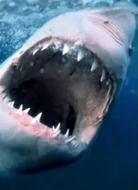 《海洋捕食者》：一场视觉盛宴，揭秘深海杀戮法则的残酷与美丽