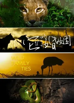 《它们的婚姻》：婚姻的真相，比你想象的更复杂！